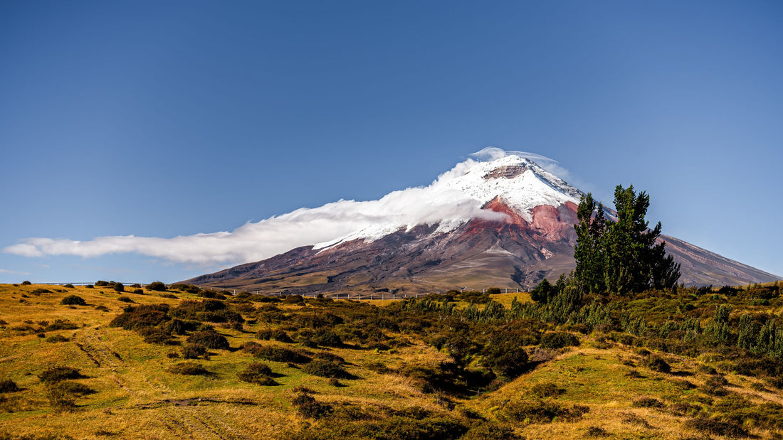 Social Impact - All the Way From Ecuador to Improve your Gut!