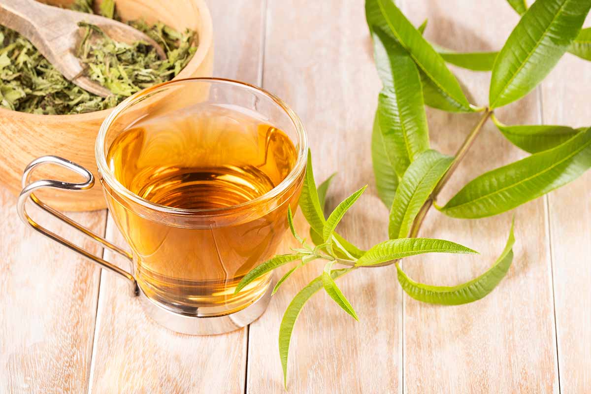 The Quali-tea of Lemon Verbena